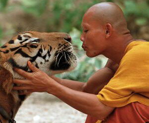 02_tigermonk-4677154