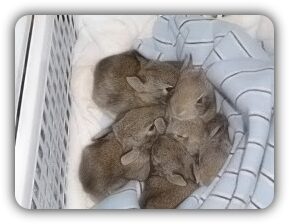 5-rabbits-litter-9646542